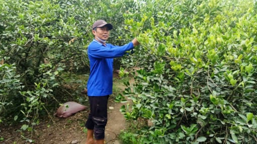 Vườn quả không hạt tốt um ở Tây Ninh, nghe tên 'nước miếng giàn giụa', hễ bẻ bán là hết veo