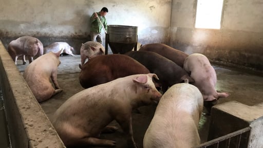 Đa dạng hóa vật nuôi theo hướng nào mà một thành phố ở Sơn La số hộ khá giàu tăng thấy rõ?
