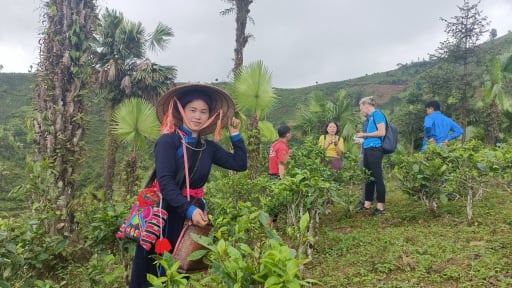 Một xã của tỉnh Lào Cai, làm nhà đẹp, trồng chè hữu cơ mời du khách đến chơi, dân ngày càng no ấm 
