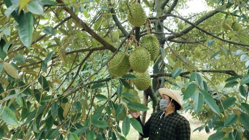 Kệ chuyện xôn xao sầu riêng bán vạ vật, ở Đồng Nai dân vẫn bán tốt, loại ngon nhất 75.000 đồng/kg