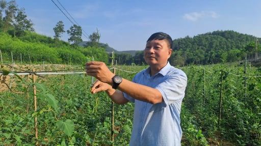 Về hưu, một cựu lãnh đạo xã ở Thái Nguyên trồng cây dược liệu mở được 'cửa' giảm nghèo cho bà con 