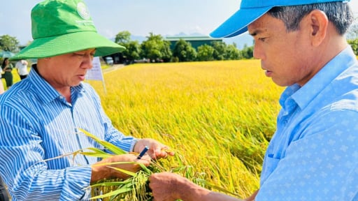 Nông dân Bình Thuận đi học trồng lúa, vùng đất miền núi khô cằn thành vựa lúa nổi tiếng, nghèo dần xa, khá giả dần đến