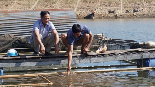 Nuôi con đặc sản dưới hồ nước, dưới ao đất, nông dân Đắk Lắk chỉ cần nói bán là khối người mua
