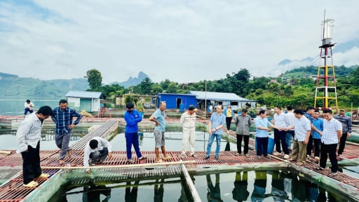 Đây, loại cá đặc sản nuôi thành công ở hồ nước khổng lồ Hòa Bình-Sơn La, đã đẹp dáng đẹp da còn bán đắt hàng, người ta ra xem
