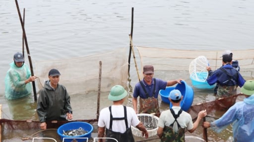 Sáp nhập, hợp nhất thành công, một xã ở Thái Bình đang nuôi cá khỏe, tôm ngon, ra ngõ đụng triệu phú