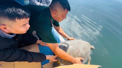 Mua con rùa biển dài gần 1m, nặng 22kg từ một người đi biển, người dân Phú Yên phát hiện là động vật quý hiếm bèn giao nộp ngành chức năng 