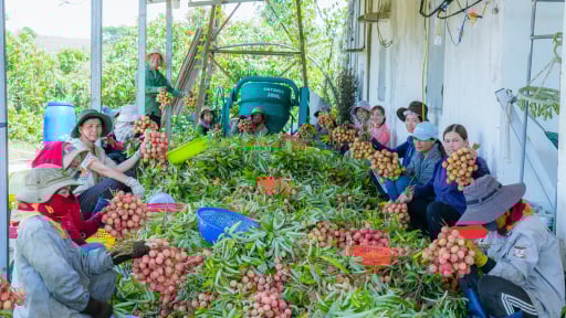 Trồng cây đặc sản trên đất cằn, một người quê Hải Dương thành tỷ phú Đắk Lắk, bà con làm theo liền khá giả 