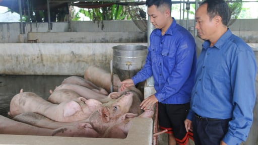 Đây là các mô hình chăn nuôi hiệu quả ở miền núi tỉnh Phú Thọ cho thu nhập tốt hơn, giảm nghèo bền vững
