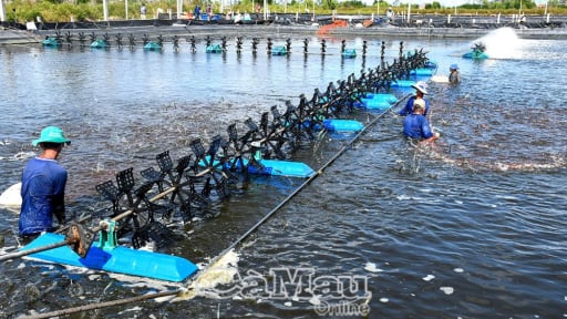 Sáp nhập Cà Mau với Bạc Liêu, ấn tượng chuyện người dân nuôi dày đặc một con vật chuyên đi lùi, bán ra nước ngoài thu 2,48 tỷ USD