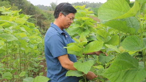 Trồng dâu nuôi tằm, chăn nuôi gia súc, nông dân xã vùng cao của tỉnh Lào Cai ngày càng no ấm, nông thôn tươi đẹp