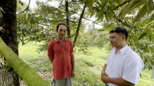 Trồng hơn 20ha sầu riêng, lão nông Lâm Đồng thu chục tỷ mỗi năm