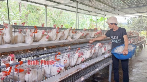 Nuôi 2 loại vịt trong vườn cao su, đêm tắt đèn, sáng ra nhặt hàng nghìn quả trứng, nông dân Bình Phước vừa đếm quả vừa tính tiền 