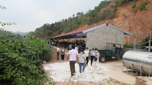 Việt Nam đứng trong top đầu toàn cầu về chăn nuôi lợn, gia cầm nhưng xuất khẩu rất ít, chuyên gia chỉ rõ điểm yếu nhất
