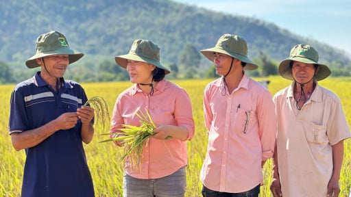 Lần đầu tiên, đồng bào dân tộc thiểu số ở 1 xã miền núi Bình Thuận trồng lúa tiêu chuẩn VietGAP thành công