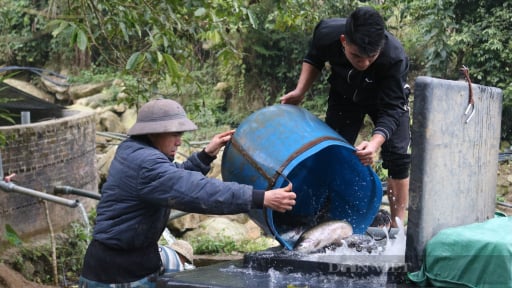 Sáp nhập Yên Bái, tỉnh Lào Cai mới là 'thủ phủ' nuôi 2 loài cá nhập ngoại, giảm nghèo tốt, có nhà 'bỏ túi' tiền tỷ