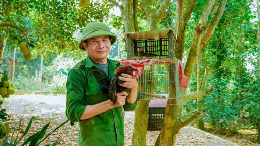Con động vật hoang dã thuần hóa nuôi thành công như nuôi gà ta ở Quảng Bình, hễ bán là người ta vào 'bế đi' hết