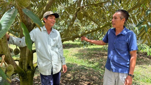 Một vùng đất xa xôi của Lâm Đồng thành nơi trồng cây tiền tỷ có tiếng, nhà vườn làm giàu nhờ một tổ tư vấn đặc biệt