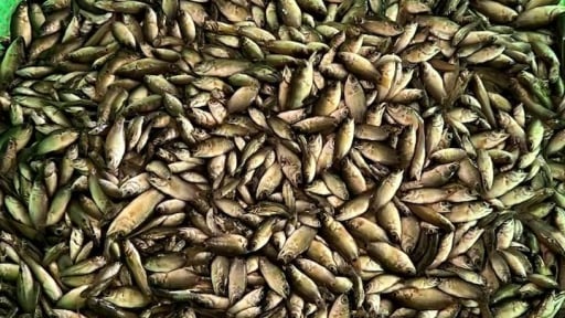 Long An bất ngờ mưa lớn, nông dân xả nước bắt hàng trăm ký cá rô đồng