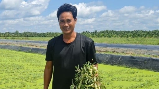 Thứ rau đặc sản bơi nước tốt um ở một xã của Trà Vinh, dân hái lên thương lái 'khuân đi' hết