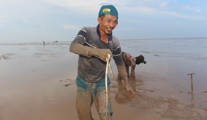 Ở nơi này của Tiền Giang, dân lội sình tìm bắt loài cá đặc sản ví như 'nhân sâm'