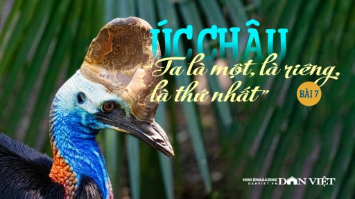 Úc châu, “Ta là một, là riêng, là thứ nhất”: Gặp loài chim nguy hiểm nhất thế giới (Bài 7)