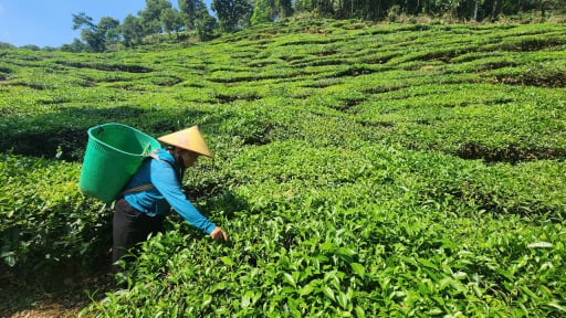 Đa dạng hóa cây trồng, vật nuôi, người dân một xã ở thành phố Lai Châu thoát nghèo bền vững