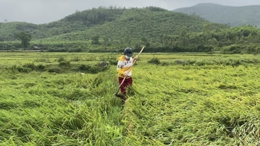 Mưa dông, lốc xoáy, hàng trăm hecta lúa đổ ngã, nông dân Hà Tĩnh thiệt hại lớn 