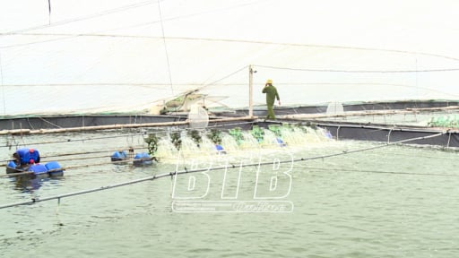 Nơi này ở Thái Bình dân nuôi tôm kiểu gì mà lãi khủng, cứ 1ha thu 2-3 tỷ/vụ?