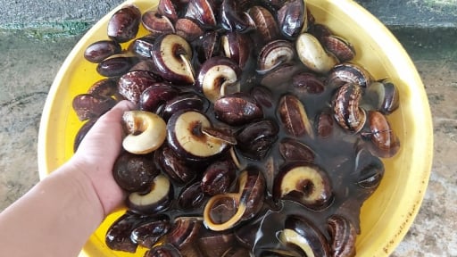 Lạ lắm luôn, con đặc sản mang tên ốc mà lại ở trên cạn, vô rừng Thanh Hóa tìm bắt, bán hút hàng