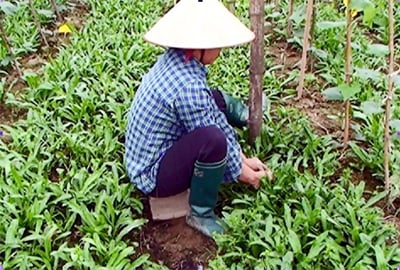 Thứ rau tốt um ngoài đồng, xước tí da thơm xa cả cây số, trồng thành công ở Vĩnh Phúc, dân giàu lên