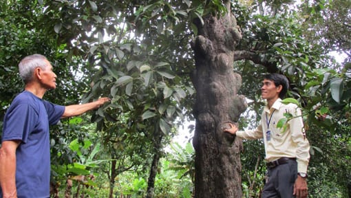 Sáp nhập tỉnh Bình Dương, Bà Rịa-Vũng Tàu, TP HCM có một nơi la liệt cây cổ thụ 'đẻ' quả đặc sản, vua nhà Nguyễn gọi là 'giáng châu tử'