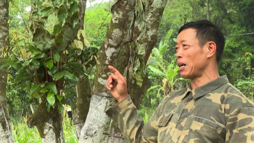 Đau đầu bởi nạn sâu bọ hoành hành, một nông dân Bắc Kạn điều cả triệu quân kiến vàng đi dẹp loạn