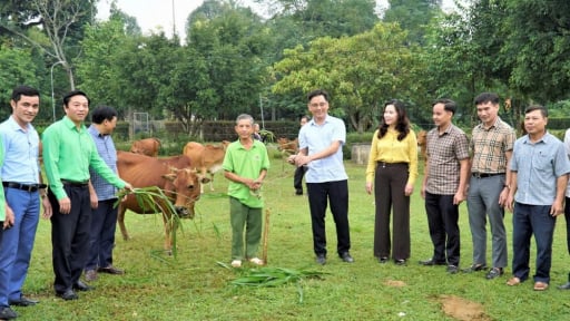 Hỗ trợ bò giống, giúp cách nuôi là một cách giúp nông dân nghèo làm ra đồng tiền, có của ăn của để