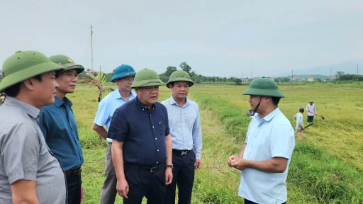 Chủ tịch UBND tỉnh Quảng Bình chỉ đạo gặt gấp để giảm thiệt hại lúa chín ngã đổ do mưa lớn