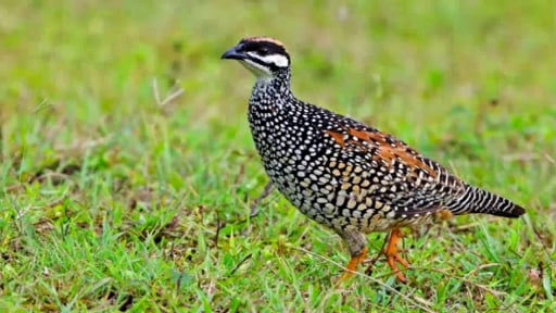 Trên rừng 36 thứ chim, ở Lào Cai có loài chim gáy 'bắt tép kho cà' suốt 5 tháng trời, 'rung lắc' cả tuổi thơ