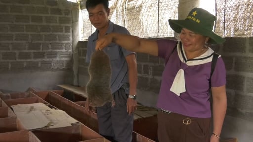 Nuôi dúi ở Bắc Kạn, mô hình chăn nuôi con đặc sản hiệu quả kinh tế cao từ vốn đầu tư Quỹ Hỗ trợ nông dân