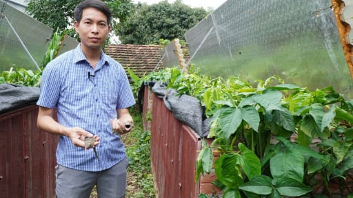 Con động vật hoang dã đứt đuôi tự mọc lại, ngủ li bì 6 tháng liền, nuôi thành công ở Thái Nguyên, bán 800.000 đồng/cặp