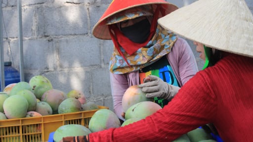 Trùng với vụ thu hoạch xoài Trung Quốc, không thể xuất khẩu, giá xoài Úc ở Khánh Hòa giảm mạnh