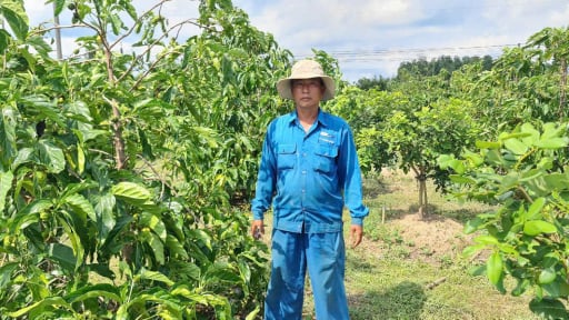 Ông tỷ phú Bà Rịa-Vũng Tàu cho 3 cây đặc sản chung một vườn, doanh thu tiền tỷ