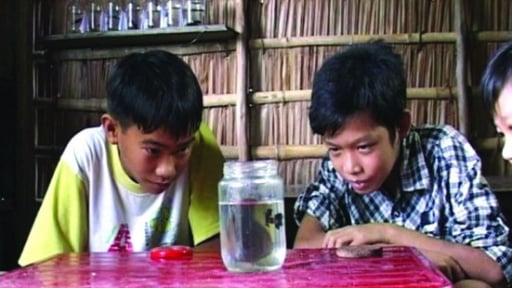 Quên cá cảnh triệu đô đi, chơi thứ cá kiểng bình dân này ở miền Tây, có vé lên 'chuyến tàu tuổi thơ' ngay và luôn