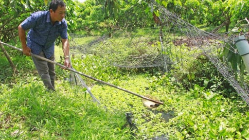 Đào rãnh trong vườn, nuôi con đặc sản, dân nơi này ở Vĩnh Long bắt con nào thương lái mua hết con đó