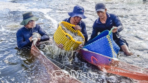Kiểu nuôi tôm của nông dân Cà Mau không cần thay nước, cho tôm ăn chuối, gừng, ở chung với rong, bắt lên hàng tấn toàn con to khỏe
