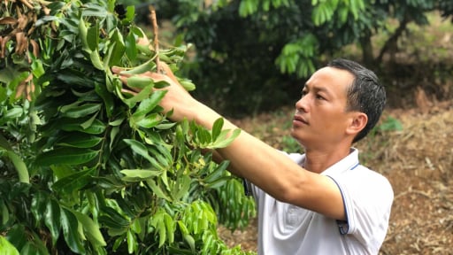 Nông dân huyện Sông Mã làm giàu nhờ 'bí kíp' trồng nhãn trái vụ, rải vụ, hộ nghèo làm theo tăng thu nhập thấy rõ