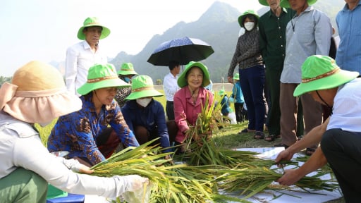 Ninh Bình: Giống lúa TBH 456 hứa hẹn vụ đông xuân bội thu tại Gia Viễn