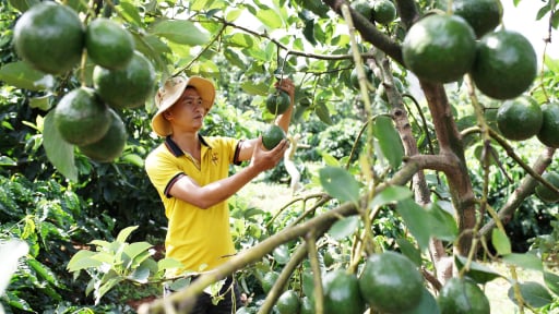 Loại quả ngon giảm giá các kiểu, dân chán, ngành chức năng Lâm Đồng khuyến cáo đừng vội làm điều này
