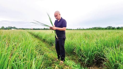 Trồng sả tốt um trên cánh đồng 20ha ở Vĩnh Long, anh trai này bán củ sang nước nào mà hễ nhổ lên là hết veo?