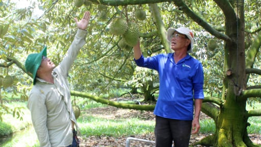 Nông dân trồng sầu riêng tỉnh Tây Ninh đề nghị lập trạm kiểm tra Cadimi, Vàng O, giữ đường cho xuất khẩu