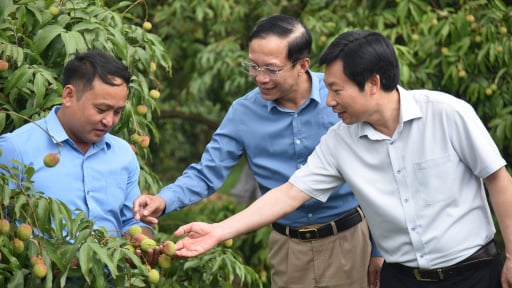 Phó Chủ tịch BCH Trung ương Hội Nông dân Việt Nam ấn tượng giống vải đặc sản ở Quảng Ninh