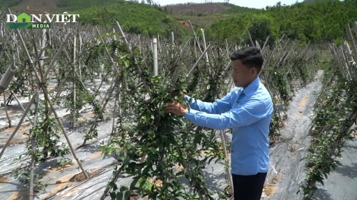 Cây thuốc bổ đào lên củ chằng chịt này là thứ làm giàu cho nông dân Ba Chẽ ở Quảng Ninh