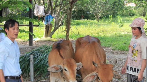 Nuôi bò sinh sản con nào cũng khỏe, trồng cây ăn quả vườn nào cũng đẹp, dân một xã ở Khánh Hòa thoát nghèo, vươn lên khá giả